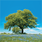 Save a tree