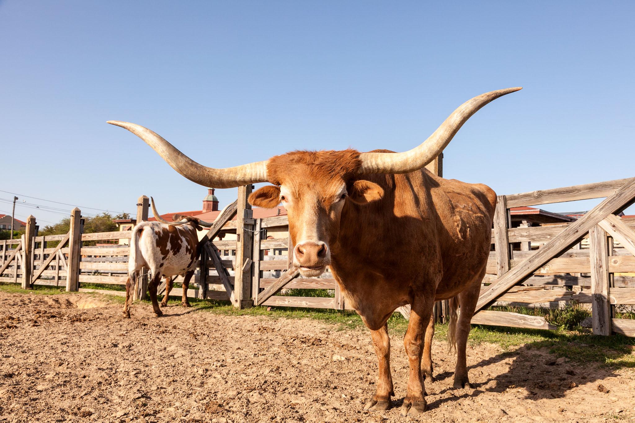 Close-up image of a burnt-orange colored, large Texas Longhorn bull on a West Texas ranch