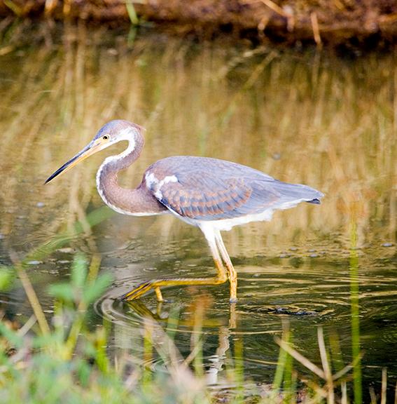 Egret wades through water in Louisiana