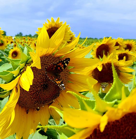 A butterfly lands in the center of a sunflower in foreground with a huge field of sunflowers in the background